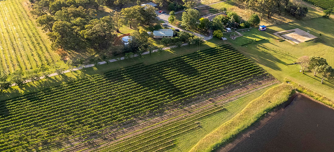 drone shot of the vineyard